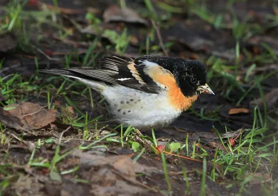 Юрок (Fringilla montifringilla). Птицы Сибири.