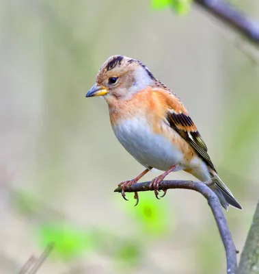 Юрок (Fringilla montifringilla). Фотогалерея птиц. Фотографии птиц России,  Беларуси, Украины, Казахстана, Таджикистана, Азербайджана.