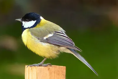 Птицы Новгородской области / Birds of Novgorod Oblast's Journal ·  iNaturalist