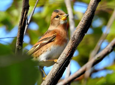 Фотокаталог птиц: Вьюрок (Fringilla montifringilla)