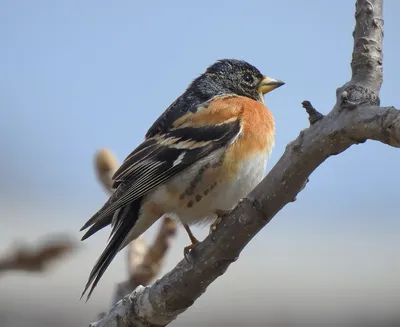 Юрок (Fringilla montifringilla). Птицы Европейской России.