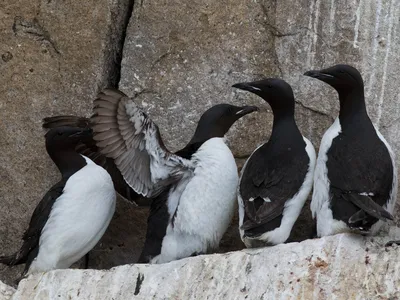 Толстоклювая кайра - eBird