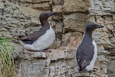 In Love With Nature - Толстоклювая кайра (Uria lomvia) — вид морских птиц  из семейства чистиковых. Кайру легко распознать по ее внешнему виду. Она  очень сильно напоминает пингвина, только в уменьшенных размерах.