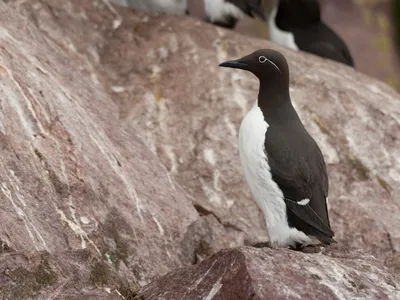 Черная птица от эквадора Collared Inca, Torquata Coeligena, темный ый-зелен  черно-белый колибри в Колумбии Острословие сцены живо Стоковое Фото -  изображение насчитывающей клюв, от: 75944444