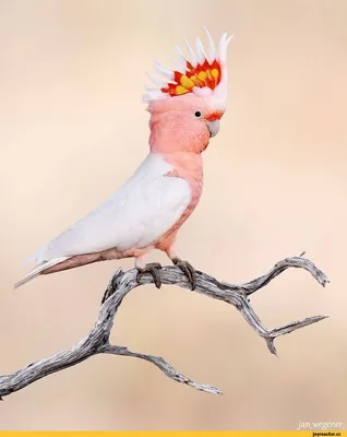 Молуккский какаду ( Cacatua moluccensis) - ручные птенцы из европейских  питомников. - Попугай - птица счаcтья и любви!