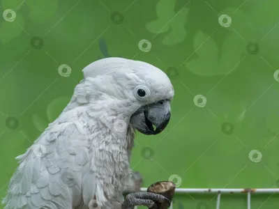 Австралийской Crested серой птица какаду Стоковое Фото - изображение  насчитывающей портрет, ангстрома: 104972986