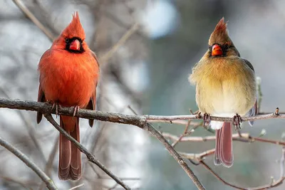 Juvenile Northern Cardinal - Молодая птица -Красный кардинал. Photographer  Etkind Elizabeth