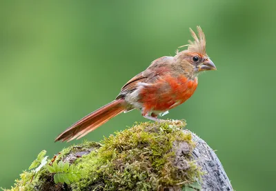 Самец красного, или виргинского кардинала (Cardinalis cardinalis) | Kuş,  Doğa, Doğal