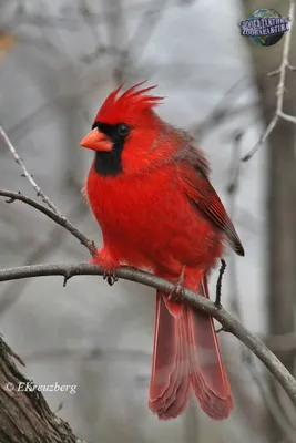 Northern Cardinal male - Красный кардинал самец. Photographer Etkind  Elizabeth