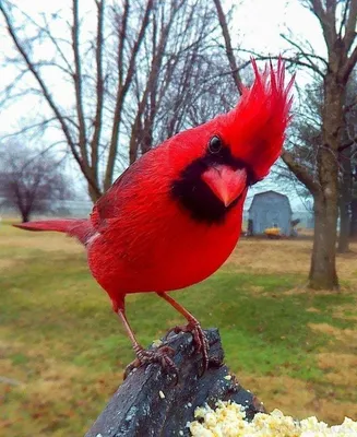 Красный кардинал (carneus) - eBird