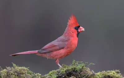 Красный кардинал - Northern Cardinal. Photographer Etkind Elizabeth