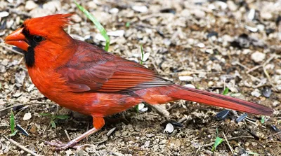 Красный кардинал (cамец) - Northern Cardinal (male) | Красный кардинал,  Кардиналы, Красный