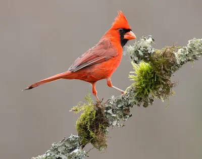 Northern Cardinal couple - Красный кардинал самец и самка. Фотограф Etkind  Elizabeth