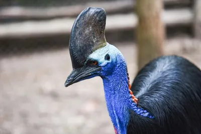 Шлемоносный казуар (Casuarius casuarius) — Зоопарк «Лимпопо» г. Нижний  Новгород – Нижегородский зоопарк