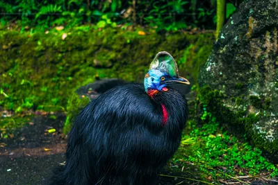 Казуар-мурук - eBird