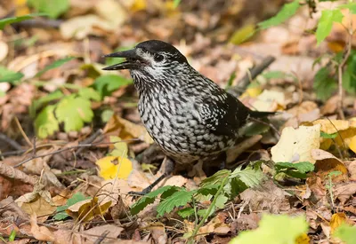 The voices of the birds how sings Nucifraga caryocatactes - YouTube