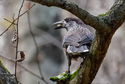 Фото животных: Кедровка. Валентин Зенков. - ANIMAL PHOTO