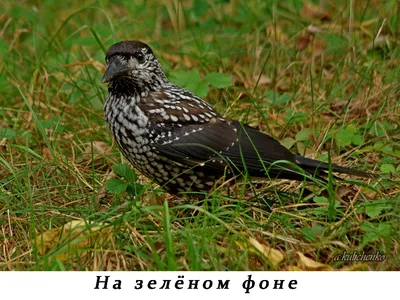 Кедровка [группа caryocatactes] - eBird