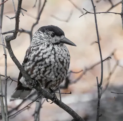 Кедровка Nucifraga caryocatactes Eurasian Nutcracker