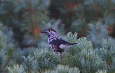 Кедровка. / Кедровка или ореховка Вид птиц из семейства врановых (Corvidae)  Международное научное классификационное имя — Nucifraga caryocatactes Оно  по смыслу означает «разрушитель орехов» Небольшая птица, чуть меньше галки  и с более