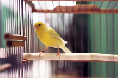 Birds' voices How to sing Canary - YouTube