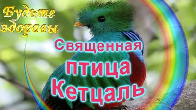 Коллажи с драгоценностями: Священная птица Кетцаль