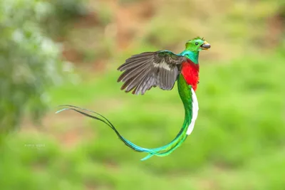 Птица Mocinno Pharomachrus кетцаль Trogon мужчин в семье. Обнаружена от  Чьяпас В мексике в западную Панаме. Это хорошо Стоковое Фото - изображение  насчитывающей красивейшее, центрально: 200651398