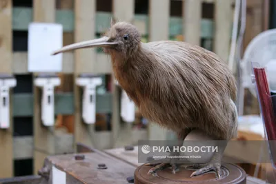 Птица киви ест киви, эстетично, …» — создано в Шедевруме