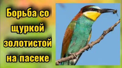 Евгений СОФРОНОВ: Золотистая щурка (из серии “Окно в природу”) Улпресса -  все новости Ульяновска