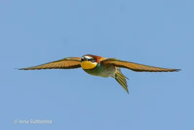 Золотистая щурка - Merops apiaster - Bee-eater - YouTube