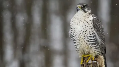 Фотография Кречет (Falco rusticolus) Питомник хищных птиц в заповеднике  Галичья Гора, Липецкая область, | Фотобанк ГеоФото/GeoPhoto | GetImages  Group