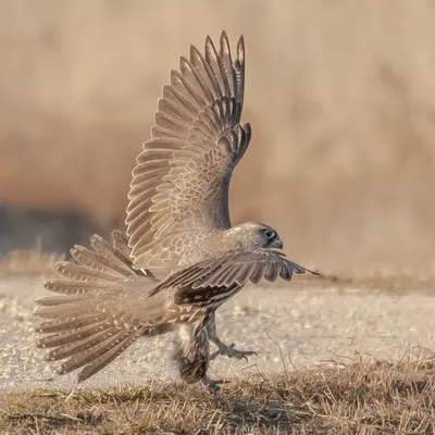 Кречет (Falco rusticolus) . Фотогалерея птиц. Фотографии птиц России,  Беларуси, Украины, Казахстана, Таджикистана, Азербайджана.