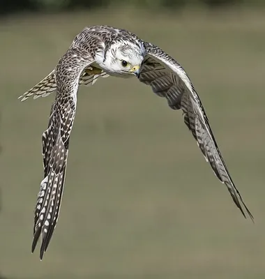 Соколы - кречет, сапсан, шахин, балобан. Falco rusticolus, Falco  peregrinus, Falco pelegrinoides, Falco cherrug [1986 Бабенко В.Г., Кузнецов  А.А. - Птицы Красной книги СССР]