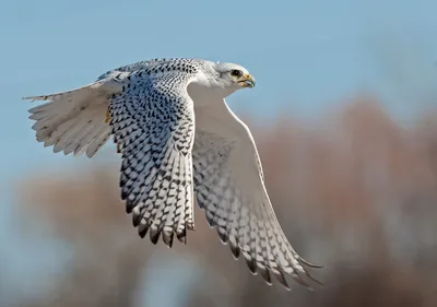 Любители птиц - Кречет / Gyrfalcon (лат. Falco rusticolus)... | Facebook