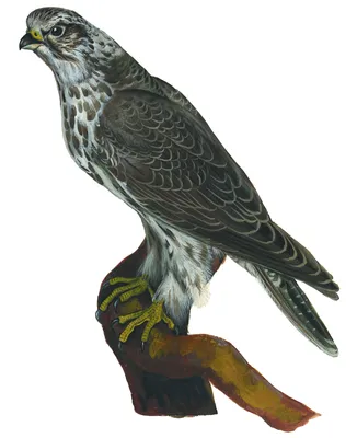 Кречет (Falco rusticolus). Птицы Сибири.