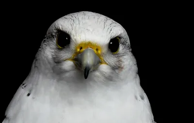 Кречет (Falco rusticolus) . Фотогалерея птиц. Фотографии птиц России,  Беларуси, Украины, Казахстана, Таджикистана, Азербайджана.