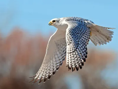 Кречет - eBird