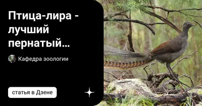 Птица Лира | Miau.bg