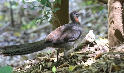 Файл:CSIRO ScienceImage 10357 Superb Lyrebird Mt Buffalo Victoria.jpg —  Википедия