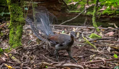 Превосходный лирохвост Альберт лирохвост Клюв Пассерин, Птица, png | PNGEgg