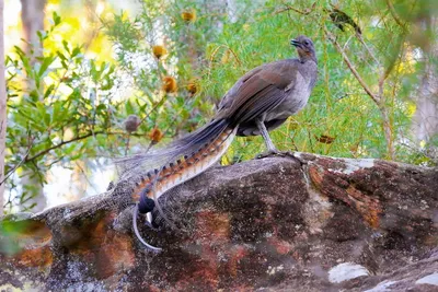 Лирохвост: Птица с божественным голосом | Bird, Most beautiful birds,  Australian animals