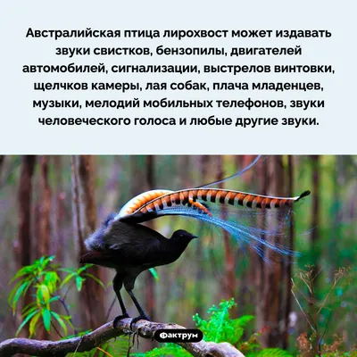 Цвет Вектор Иллюстрации Lyrebird Птица — стоковая векторная графика и  другие изображения на тему Лирохвосты - Лирохвосты, Комикс, Лира - iStock