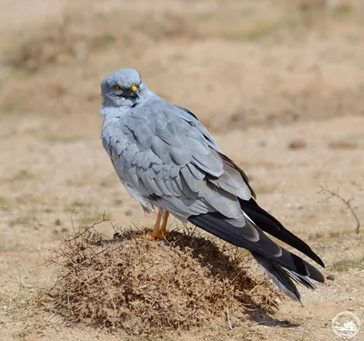 Пегий лунь (ПЕРНАТЫЕ ХИЩНЫЕ ПТИЦЫ) · iNaturalist