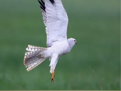 Болотный лунь - eBird