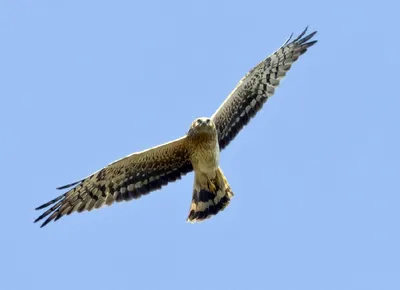 Полевой лунь Circus cyaneus Hen Harrier