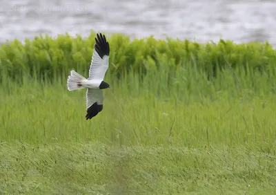 Пегий лунь - eBird