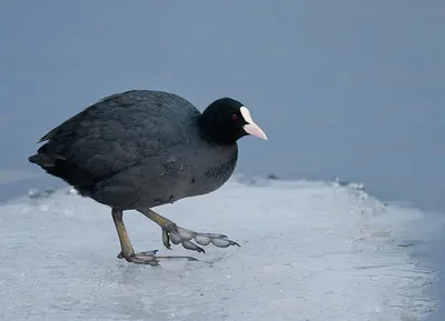 Лысуха (Fulica atra)