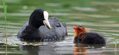 Лысуха (Fulica atra)