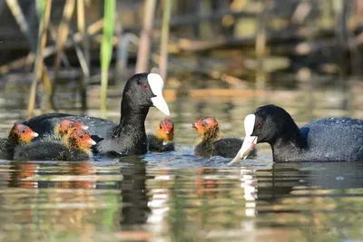 Любители птиц - Американская #лысуха / American coot (лат.... | Facebook