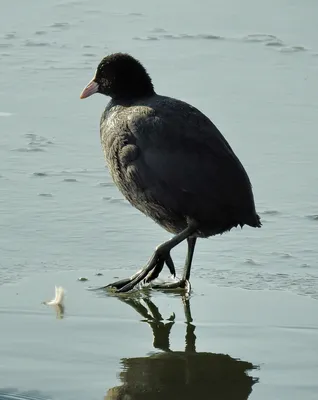 Лысуха с птенцами (Fulica atra)